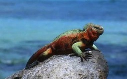 Gal&aacute;pagos Islands &ndash; ECOVENTURA &ndash; One-of-a-Kind Nature ... | Galapagos | Scoop.it