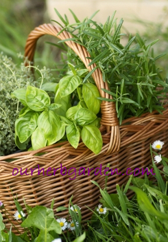 Welcome to Our Herb Garden! | Passe-partout | Scoop.it