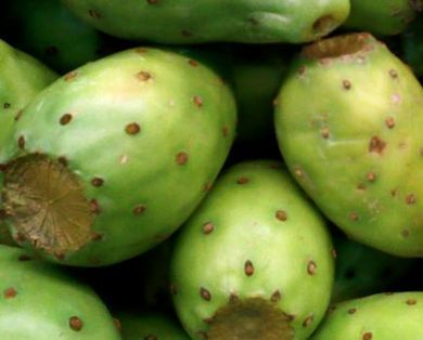 Productores poblanos de tuna exportan a Holanda las primeras 600 cajas de fruta de la temporada | Cocina internacional en la miscel&aacute;nea | Scoop.it