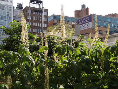 High Line (Piet Oudolf) - Manhattan NY {juli 2012} | Tuinen | Scoop.it