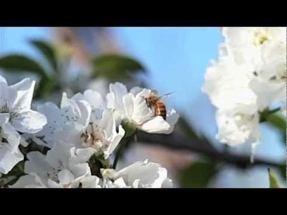 Why Are Bees Dying Off? | Bee Colony Collapse Disorder | 100 Acre Wood | Scoop.it