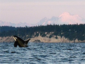 Orcas Struggle For Survival Against Big Ag | Honor the Orcas, Dive in! | Scoop.it