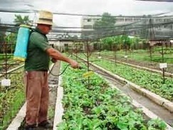 Urban Agriculture in Cuba - High Yields...Naturally | YOUR FOOD, YOUR HEALTH: Latest on BiotechFood, GMOs, Pesticides, Chemicals, CAFOs, Industrial Food | Scoop.it