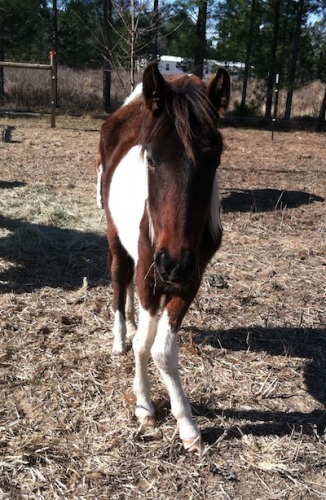 Surgery at Lexington equine hospital helps yearling with deformed legs -- Herald-Leader | Hoofcare and Lameness | Scoop.it