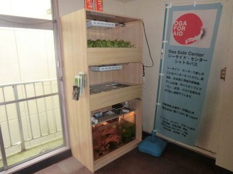 Growing Solutions in Tohoku with Japan Aquaponics | Aquaponics in Action | Scoop.it