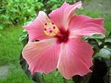 Fleur d'hibiscus : Jolie, mais pas seulement ! | agro-media.fr | agro-media.fr | actualit&eacute; agroalimentaire | Scoop.it