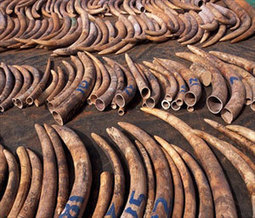 Dar drops bid to sell Sh89bn ivory stockpile | Wildlife and Environmental Conservation | Scoop.it