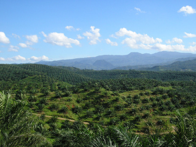 New labelling for palm&nbsp;oil | The Glory of the Garden | Scoop.it