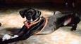 Hero dog revolutionizes shelter policy to let battered women keep pets&nbsp; | Compassion in Action | Scoop.it