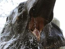 Ivory now on poachers&rsquo; shopping list - IOL SciTech | IOL.co.za | Kruger & African Wildlife | Scoop.it