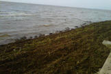 Swamp Rats & Baby Dolphins! How Hurricanes Impact Animals | All about water, the oceans, environmental issues | Scoop.it