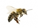 g&eacute;n&eacute;rations-futures &raquo; Agissez-p&eacute;tition: Interdisez les insecticides n&eacute;onicotino&iuml;des pour sauver les abeilles | Abeilles, intoxications et informations | Scoop.it