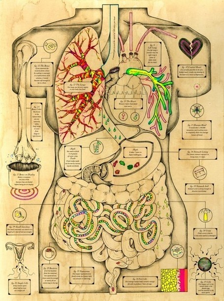 Body Oddities by Kelsey Niziolek | arslog | Scoop.it
