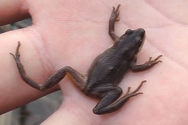 Qu&eacute;bec : La rainette faux-grillon, une minuscule grenouille, risque la disparition | Biodiversit&eacute; | Scoop.it