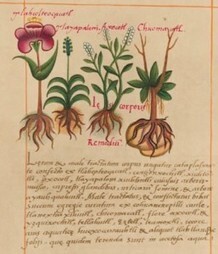 Botanists finally ditch Latin and paper, enter 21st century | Culturing Science, Scientific American Blog Network | Garden Libraries | Scoop.it