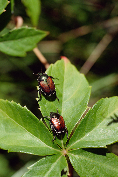 Let's Talk About Insects | School Gardening Resources | Scoop.it