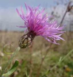 Invasive Plants: Climate Is a Determining Factor | Plant Pests - Global Travellers | Scoop.it