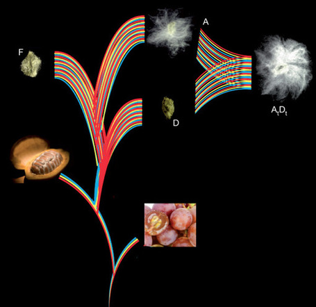 Repeated polyploidization of Gossypium genomes and the evolution of spinnable cotton fibres | Agricultural Biodiversity | Scoop.it