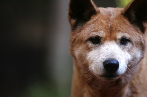 The Unwanted Side Effects Of Poisoning Dingoes – Conservation 