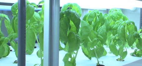 Compact hydroponic unit can grow 10,000 vegetables a year | The Authentic Food & Wine Experience | Scoop.it