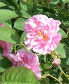 aromatherapy at Nature's Gift: A Rose by Any Other Name | Health and Beauty College | Scoop.it
