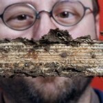 Termites&rsquo; digestive system could act as biofuel refinery | Enzyme reactivity | Scoop.it