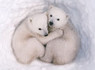 Jenny Ross, Polar Bear Photographer, Describes Uncertain Fate Of Animals In Russian Arctic (GRAPHIC PHOTOS) | The Good Stuff | Scoop.it