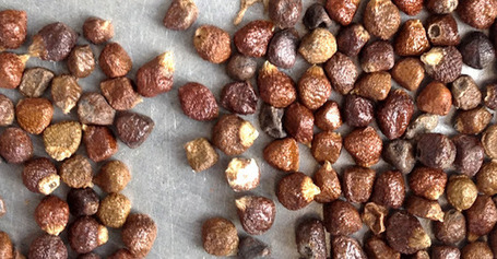 Food History Jottings: Hot Cross Buns and Grains of Paradise | bread | Scoop.it