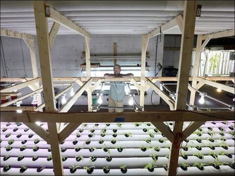 USA - Small-scale commercial aquaponics - Vegetable, fish farming ...