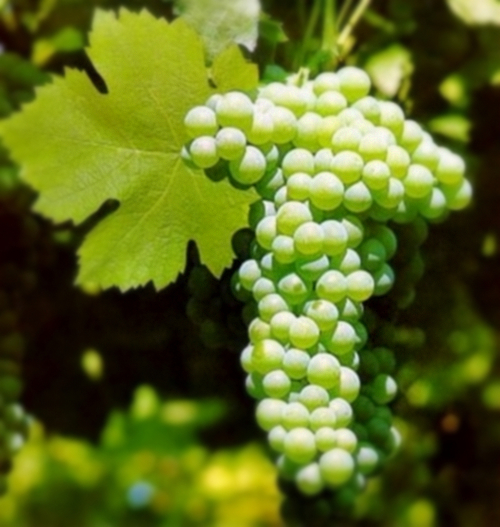 Verdicchio Wine A Light Red Wine Wearing A White Wine Disguise