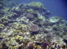 Coastal Restoration: A Smart Investment - Huffington Post (blog) | Fish Habitat | Scoop.it