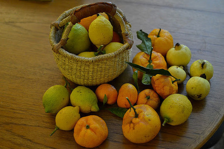 Comida y Olas: Harvest Monday 1.22.12 | mexicanismos | Scoop.it