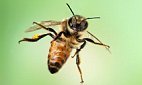 Olympic Insects: French Beauty Firm Moved Greenwich Park's Honeybees to Safety on Rooftop During Games | Metro UK | Fran Jurga: Equestrian Sport News | Scoop.it