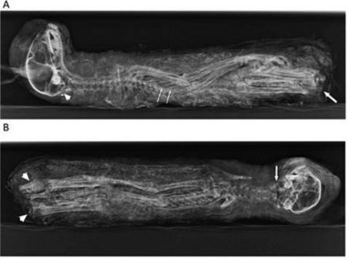 Ancient Egyptians Bred Kittens Specifically for Mummification Say Researchers | Ancient Egypt and Nubia | Scoop.it
