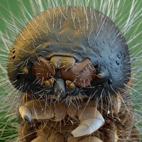 Outstanding Examples of Electron Microscope Photography | Backstage Rituals | Scoop.it