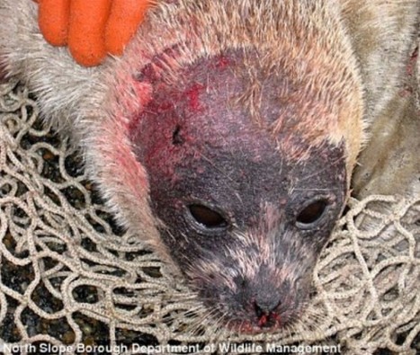 Les phoques d’Alaska malades de Fukushima | Nature to Share | Scoop.it