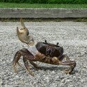 Swarming Crabs Act Like Energy Efficient Computers | biomimicry as design strategy | Scoop.it
