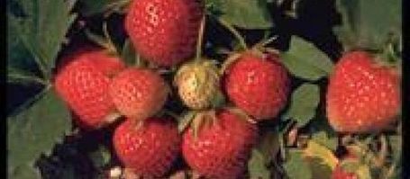 Fraises chinoises contaminées : la Sodexo Allemagne s'excuse | Nature to Share | Scoop.it