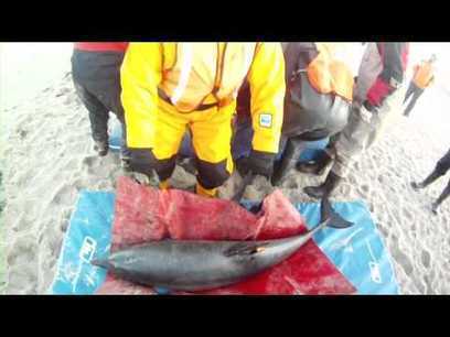 Amazing IFAW Animal Rescue - dolphin release - Winter 2012 | Compassion in Action | Scoop.it