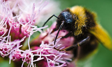 The anti-nature narrative in UK politics is hard to fathom | Leading for Nature | Scoop.it