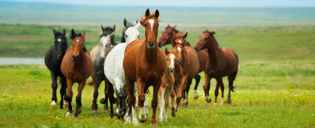 Lessons in Leadership Straight from the Horse&rsquo;s Mouth | Leadership, Development and EVOLVABILITY | Scoop.it