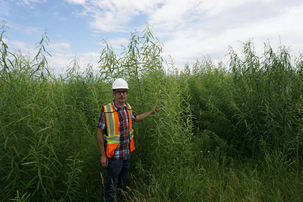 Ottawas Pledge To Plant Two Billion Tree