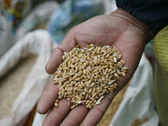 India: Punjab, Haryana urge centre to hike wheat MSP For 2013-14 season | Wheat | Scoop.it