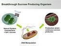 Green Car Congress: Proterro secures $3.5M in new funding to advance its noncellulosic sucrose for biofuels and biobased chemicals; progress on patent on sucrose-producing cyanobacteria | Neuro-Science | Scoop.it