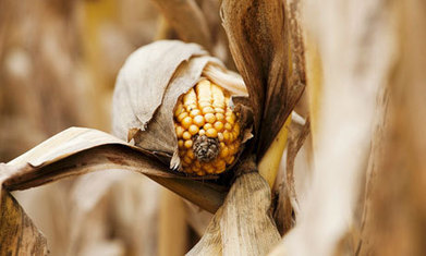 The BIOFUEL belt keeps creeping across the US &ndash; and it's wildlife that we're losing, fast. | Biodiversity IS Life -- Conservation,Ecosystems,Wildlife,Rivers,Water,Forests | Scoop.it