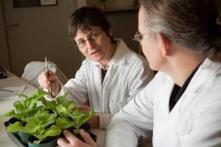 Novel approach to curing crop diseases tested | Plant health | Scoop.it