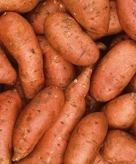 Dual attack on white grubs promising in Carolina sweet potatoes | Vegetables content from Southeast Farm Press | Research from the NC Agricultural Research Service | Scoop.it