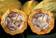 New Agriculturist: News brief - Ghana cocoa sector taps youth ambassadors | The Agrobiodiversity Grapevine | Scoop.it