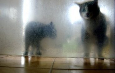 Lancer de chat dans une dispute conjugale : une passante bless&eacute;e | Mais n'importe quoi ! | Scoop.it
