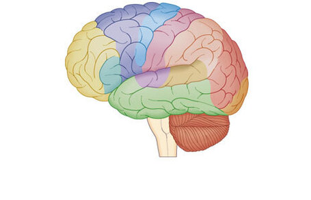 AS&iacute; ES COMO FUNCIONA EL CEREBRO DE LOS NI&ntilde;OS BILING&uuml;ES | Educando-nos | Scoop.it